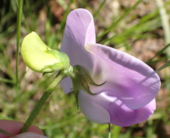Vigna vexillata