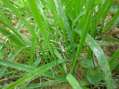 Stenoptilia zophodactylus
