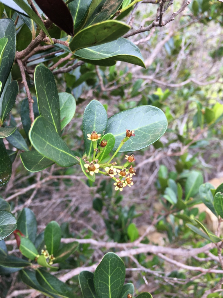 Scagea depauperata