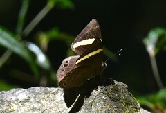 Abisara fylla