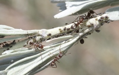 Formica francoeuri