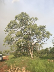 Eucalyptus tectifica