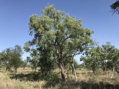 Eucalyptus microtheca