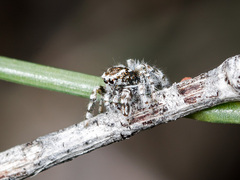 Pseudomogrus albocinctus