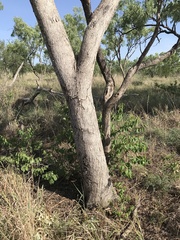 Eucalyptus microtheca
