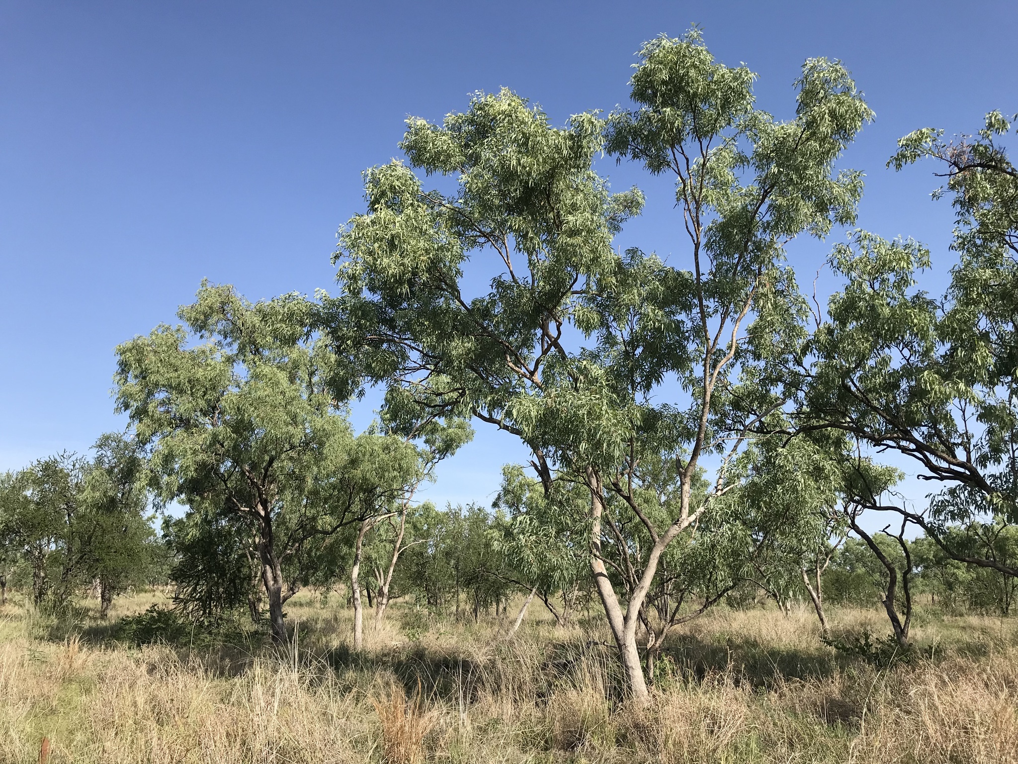 Eucalyptus microtheca