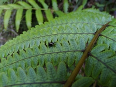 Scolopterus