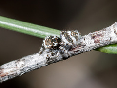 Pseudomogrus albocinctus