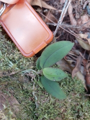 Sarcochilus