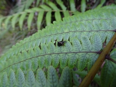 Scolopterus