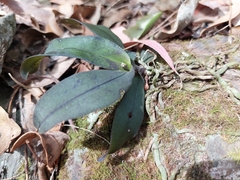 Sarcochilus