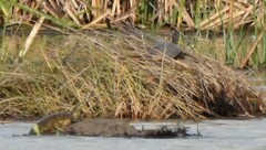 Mauremys leprosa leprosa