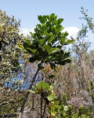 Cussonia thyrsiflora