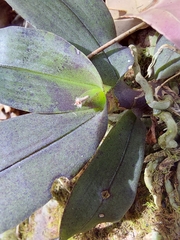 Sarcochilus
