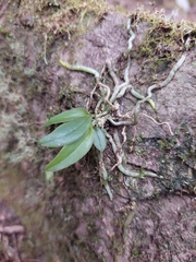 Sarcochilus