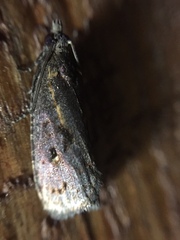 Cryptaspasma querula