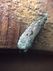 Cryptaspasma querula