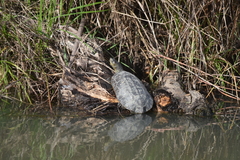 Mauremys leprosa leprosa