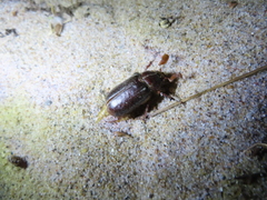 Polyphylla hammondi