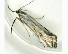 Hednota pleniferellus