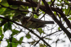 Turdus hortulorum