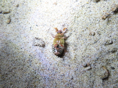Polyphylla hammondi