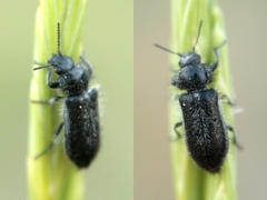 Enicopus