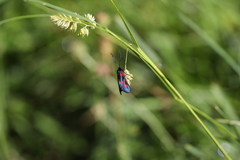 Zygaena viciae