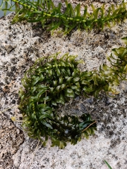 Egeria densa