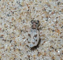 Ellipsoptera lepida