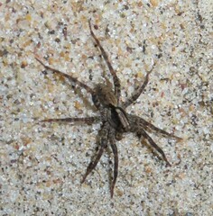Tigrosa georgicola