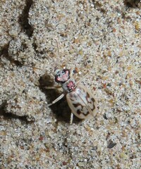 Ellipsoptera lepida