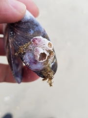 Crepipatella dilatata