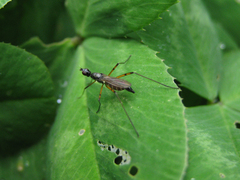 Micropeza corrigiolata