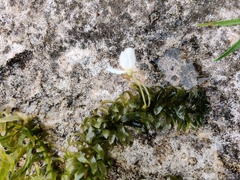 Egeria densa