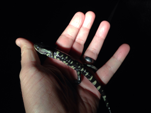 Ambystoma mavortium