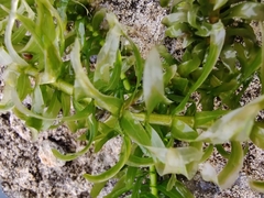 Egeria densa
