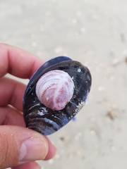 Crepipatella dilatata