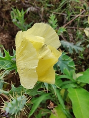 Argemone subfusiformis