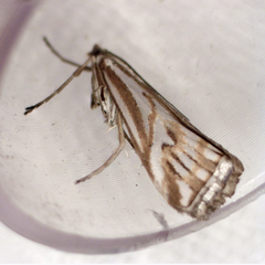 Hednota pleniferellus