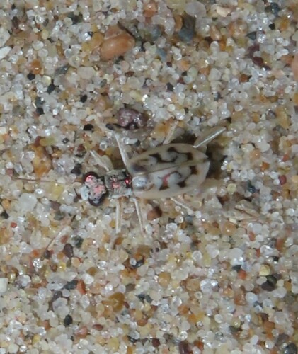 Ghost Tiger Beetle photo 4