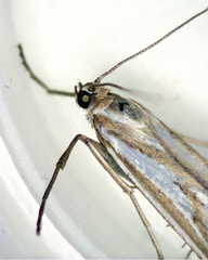 Hednota pleniferellus