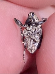 Eutyrhinus meditabundus