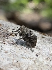 Eutyrhinus meditabundus