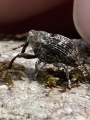 Eutyrhinus meditabundus