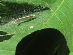 Epipaschia superatalis