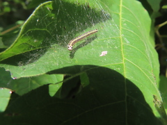 Epipaschia superatalis