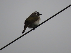 Pycnonotus sinensis formosae