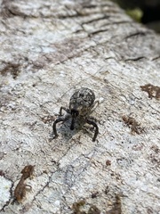 Eutyrhinus meditabundus