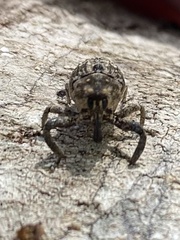 Eutyrhinus meditabundus